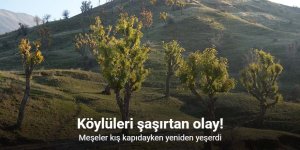 Köylüleri şaşırtan olay: Meşeler kış kapıdayken yeniden yeşerdi
