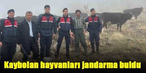 Hayvanları kaybolan kişinin imdadına jandarma yetişti