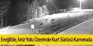 Ereğli’de İvriz Yolu Üzerinde Kurt Sürüsü Kamerada