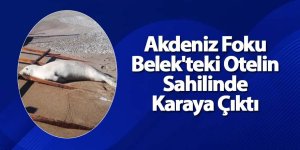 Akdeniz Foku Belek'teki Otelin Sahilinde Karaya Çıktı