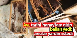 Ayı, tarihi 'hanay'lara girip balları yedi; arıcılar yardım istedi