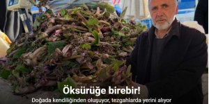 Şifa dağıtan kaldirik otu tezgahlardaki yerini aldı