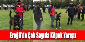 Ereğli’de çok sayıda köpek yarıştı