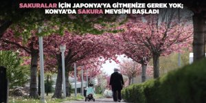 Sakuralar İçin Japonya’ya Gitmenize Gerek Yok; Konya’da Sakura Mevsimi Başladı