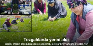 Madımak sezonu açıldı