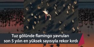 Tuz gölünde son 5 yılın en yüksek yavru flamingo rekoru