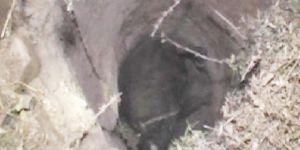 EREĞLİ’DE İNEK KURTARMA OPERASYONU!