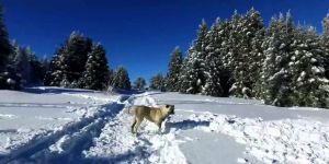 HER YAĞAN KAR ALTIN DEĞERİNDE