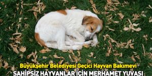 Sahipsiz Hayvanlar İçin Merhamet Yuvası