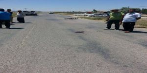 Ereğli'de Köpek Katliamı