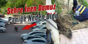 Domuz Hastanenin İçine girdi