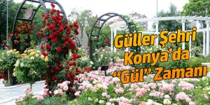 Güller Şehri Konya’da “Gül” Zamanı